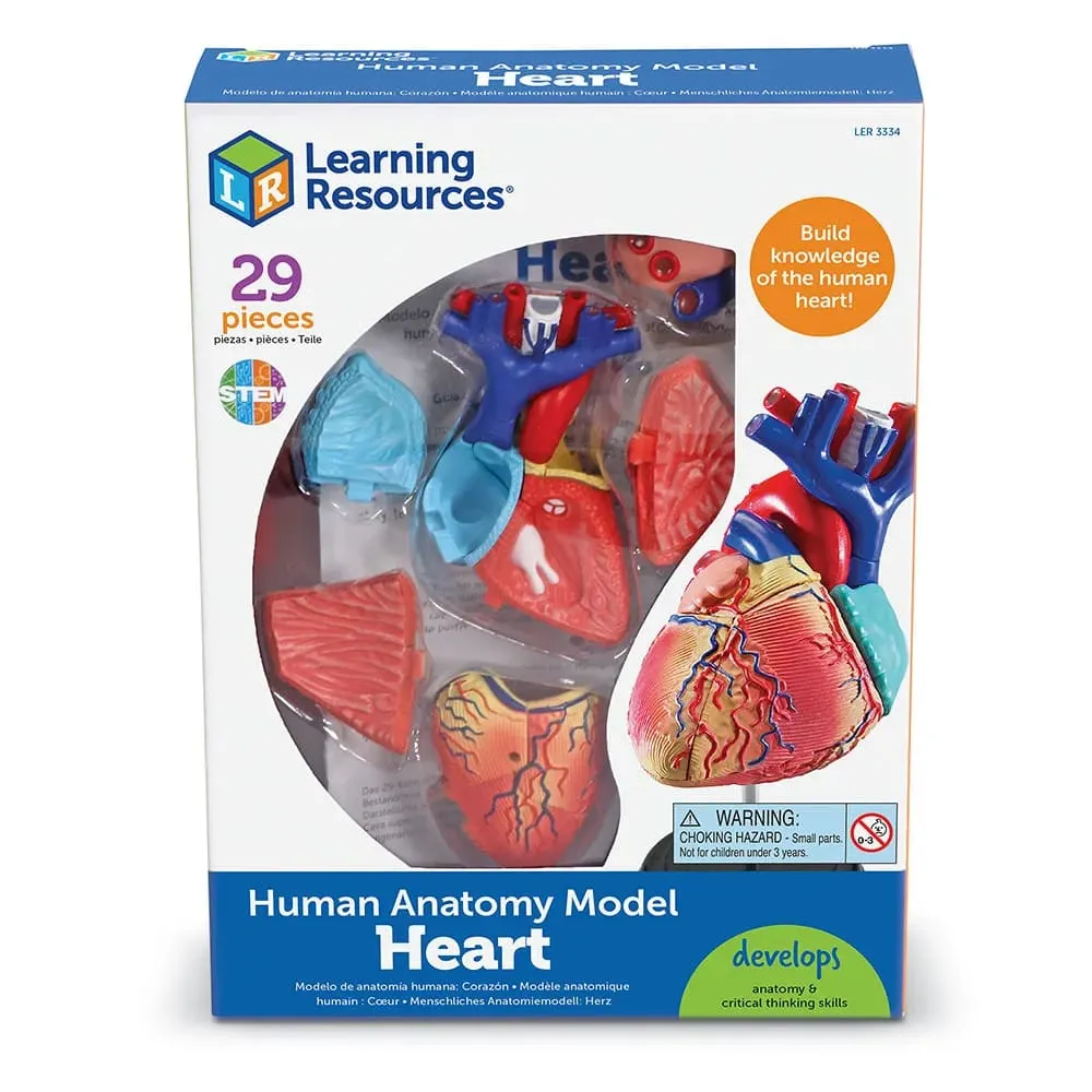 Anatomy Model - Heart