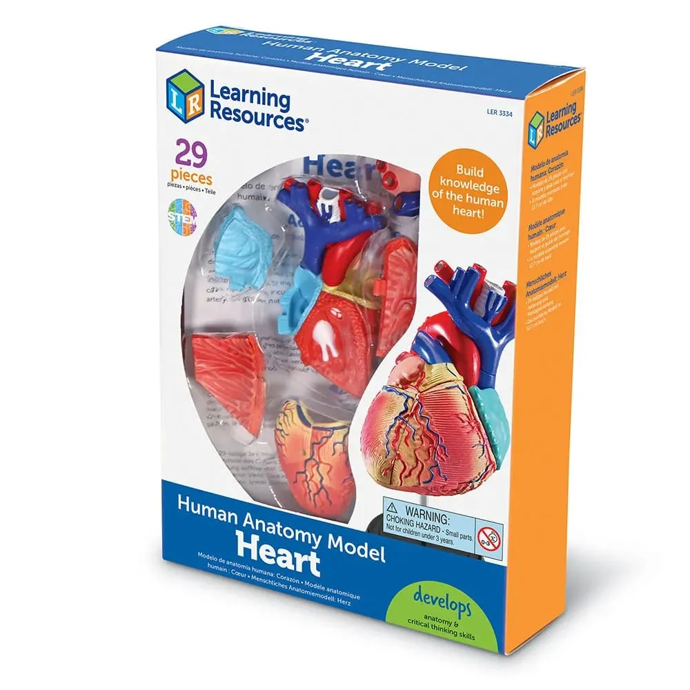 Anatomy Model - Heart