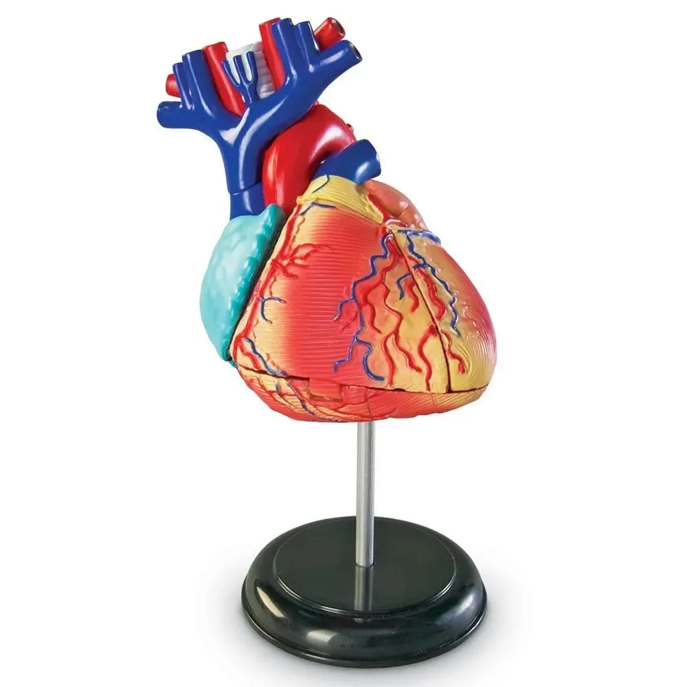 Anatomy Model - Heart