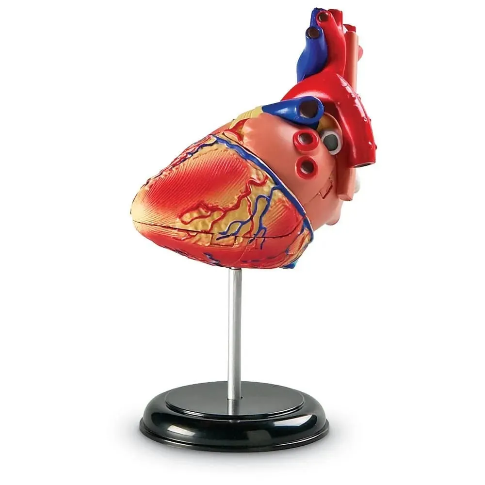 Anatomy Model - Heart